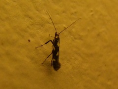 Calybites phasianipennella