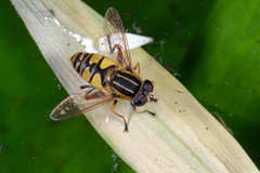 Helophilus pendulus