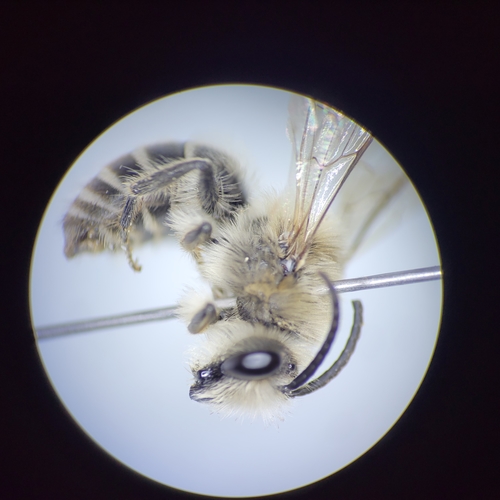 Blueberry Cellophane Bee photo 3