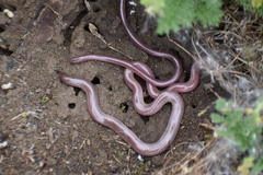 Xerotyphlops vermicularis