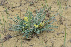 Astragalus longipetalus