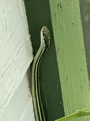Thamnophis proximus