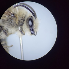 Colletes validus