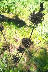 Phlomis bovei