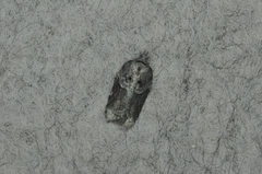 Acleris celiana