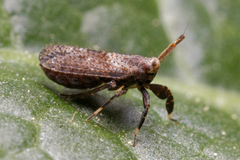 Asiraca