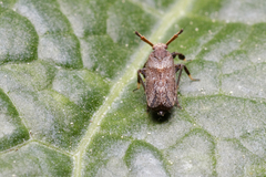 Asiraca
