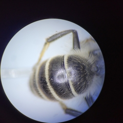 Colletes validus