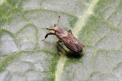 Asiraca