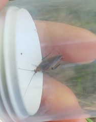 Ectobius erythronotus