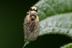 Agromyzidae