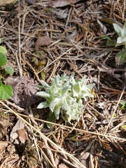 Antennaria alpina