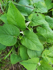 Phlomis bovei