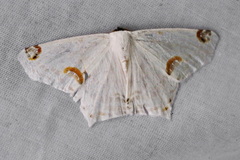 Sericoptera mahometaria