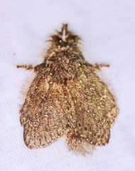 Euglyphis melancholica