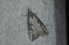 Hypena humuli