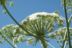 Magydaris pastinacea