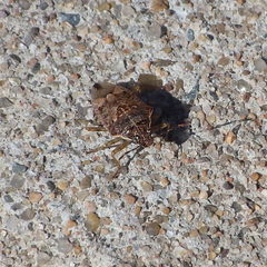 Podisus serieventris