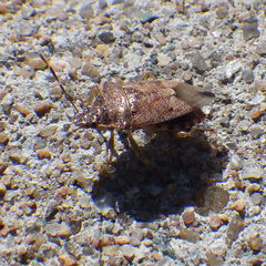 Podisus serieventris