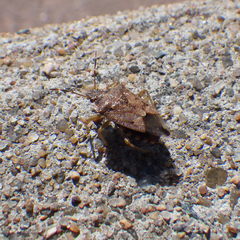 Podisus serieventris