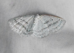 Lomographa argentata