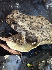 Rhinella marina