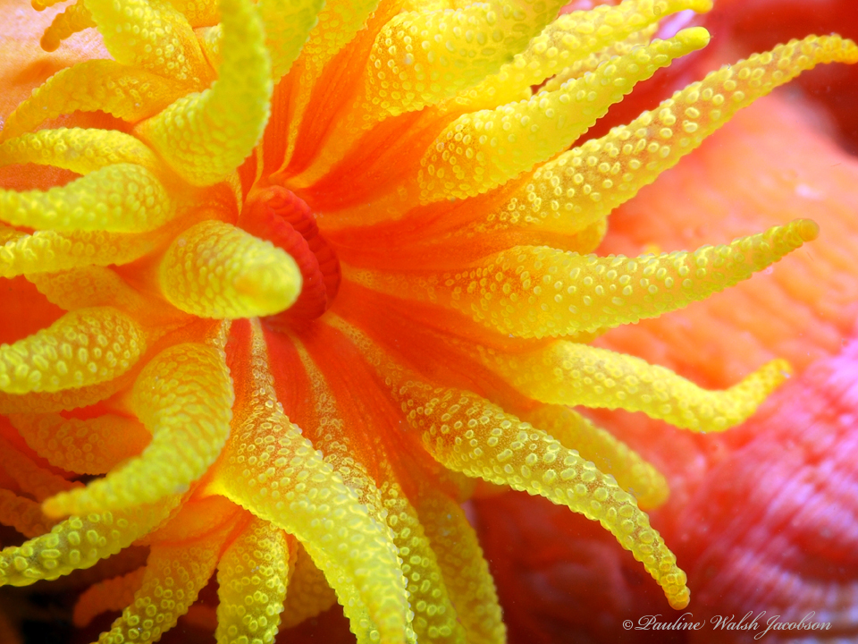 Sun Coral