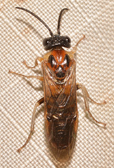 Craterocercus fraternalis