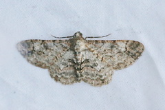 Iridopsis aglauros