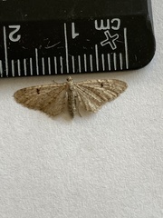 Eupithecia indigata