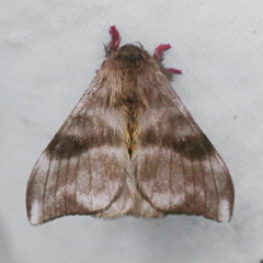 Hylesia dalina