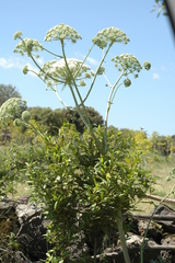 Magydaris pastinacea