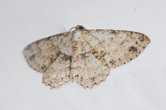 Melanolophia attenuata