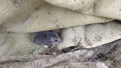 Nothocricetulus migratorius