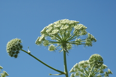 Magydaris pastinacea