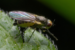 Agromyzidae