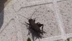 Modicogryllus frontalis
