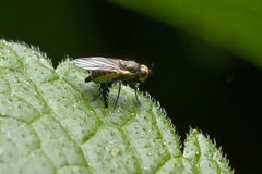 Agromyzidae