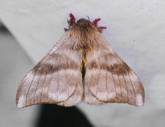Hylesia dalina