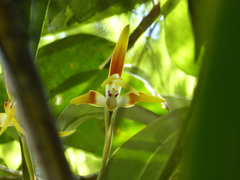 Maxillaria luteoalba
