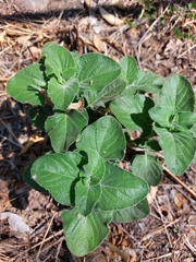 Ruellia occidentalis