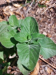 Ruellia occidentalis