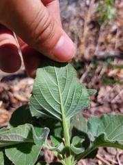 Ruellia occidentalis