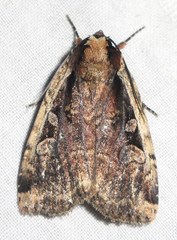 Eueretagrotis sigmoides