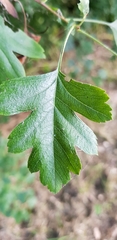 Crataegus monogyna