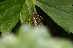 Ichneumonidae