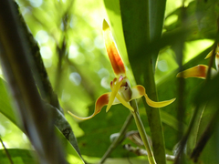 Maxillaria luteoalba
