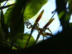 Maxillaria luteoalba