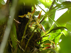 Maxillaria luteoalba