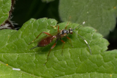 Ichneumonidae
